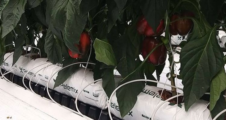 Giá thể xơ dừa ép thẻ Grow bag trồng Ớt chuông 1