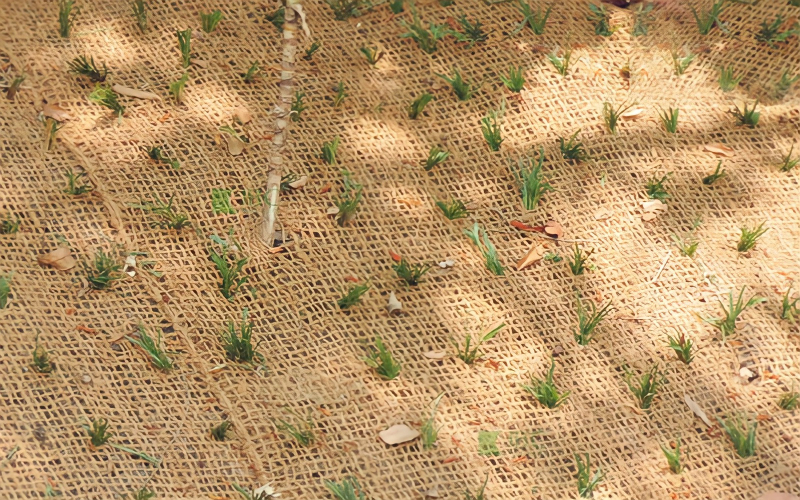 Coir mat is capable of promoting the growth of plants