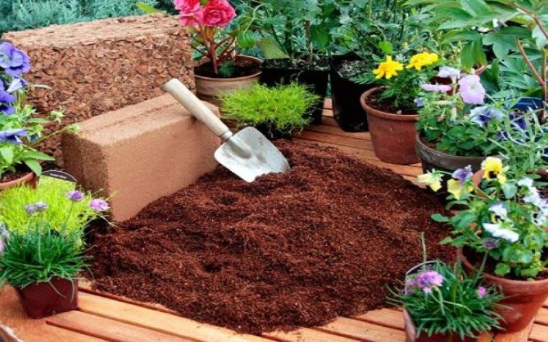 If you do not treat coco coir for planting, your plants are going to die soon