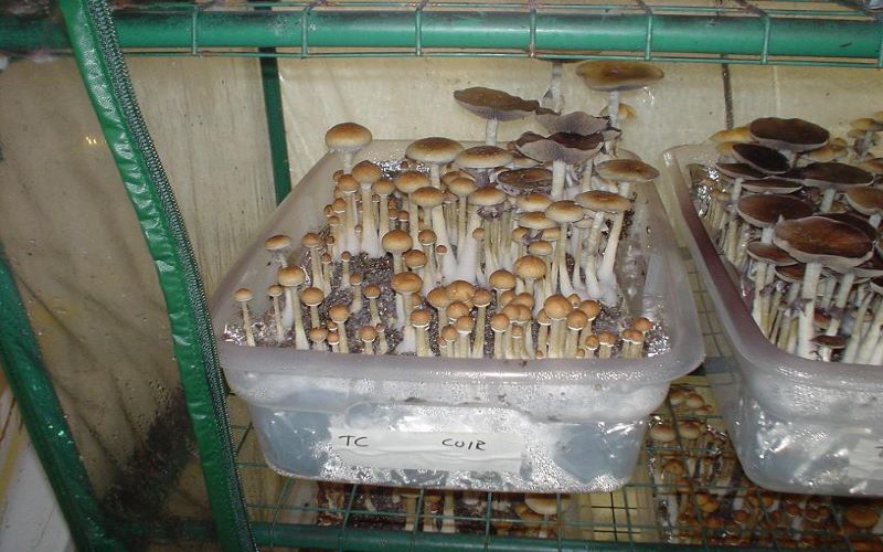 Coco coir mushroom substrate