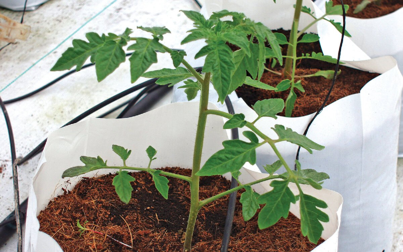 Coco coir peat is perfect for water-intensive plants like tomatoes