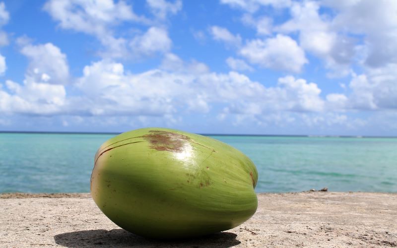Coconuts growing across the ocean have the husks containing salt naturally