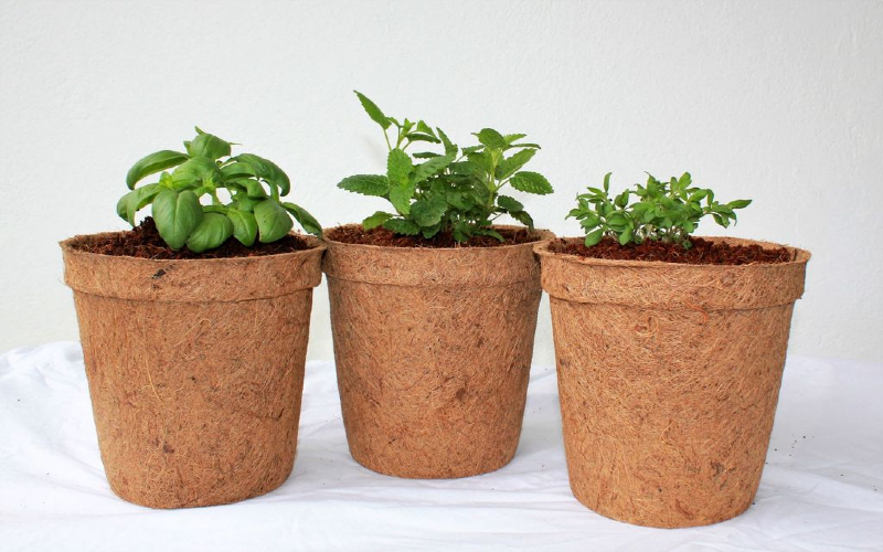 Coir biodegradable pots are recommended for plants starting