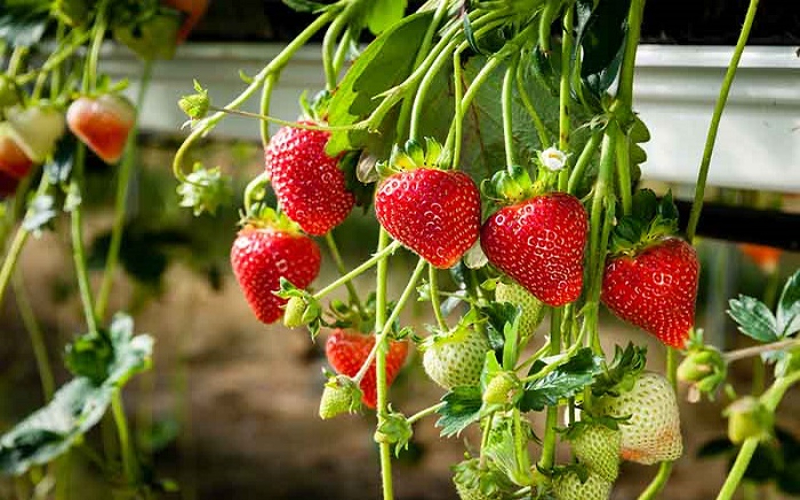 Grow healthy strawberry plants with coir substrate today!