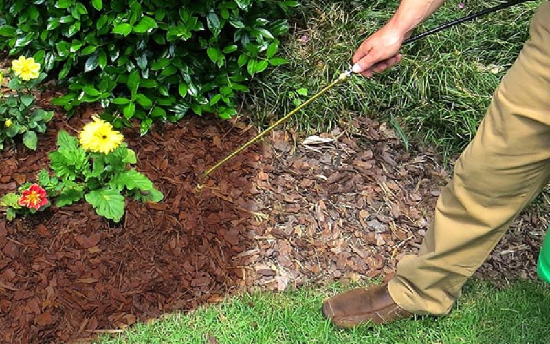 If you have problems with weeds, you can use a thicker layer of chip mulch