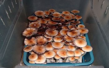 The best coco coir for mushrooms farming