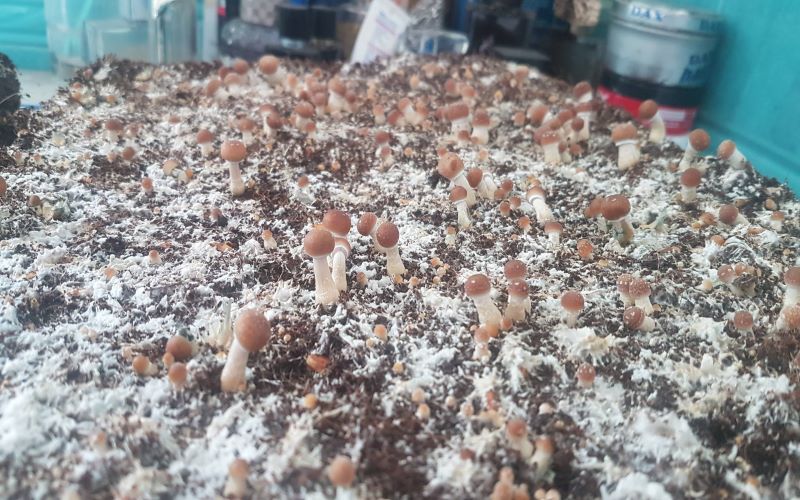 The mushroom farm and coco coir